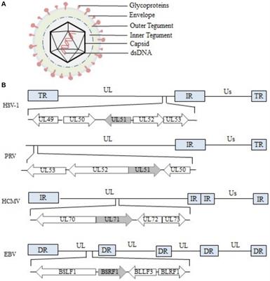 Functions of the UL51 protein during the herpesvirus life cycle